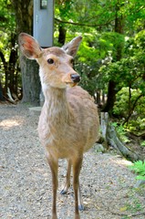 奈良公園の鹿