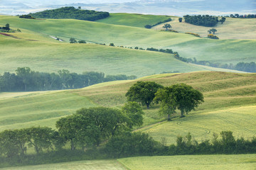 green hills and trees in Tuscany in Italy