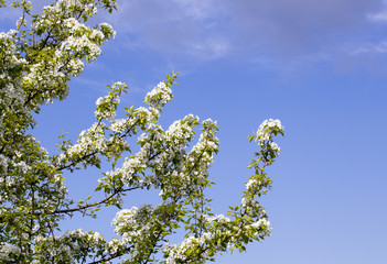 blossoming apple tree against the sky