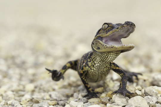 Close-up of a newborn American Alligator (Alligator mississippiensis) hatchling running with an open mouth, Clewiston, Florida, USA