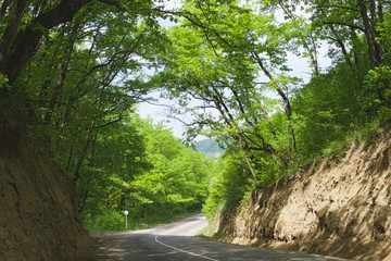 road in summer forest