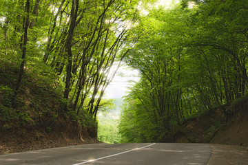 road in summer forest