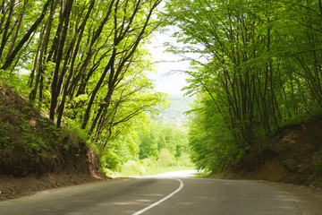 Obraz premium road in summer forest