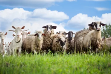 Selbstklebende Fototapeten Flock of sheep and goat on pasture in nature © V&P Photo Studio