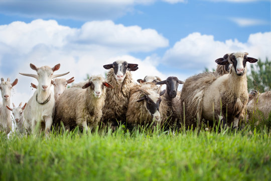 Flock of sheep and goat on pasture in nature