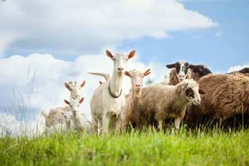 Flock of sheep and goat on pasture in nature - Powered by Adobe