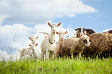 Zelfklevend Fotobehang Kudde schapen en geiten op weiland in de natuur © V&P Photo Studio