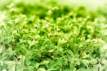 Green background with fresh leaves. Vintage style