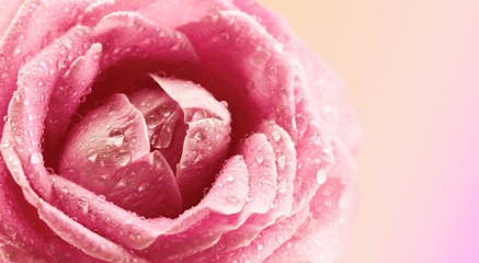 Beautiful rose flower on soft light background