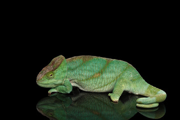 Parson Chameleon, Calumma Parsoni Orange Eye Rest on Mirror Isolated on Black Background, Side view