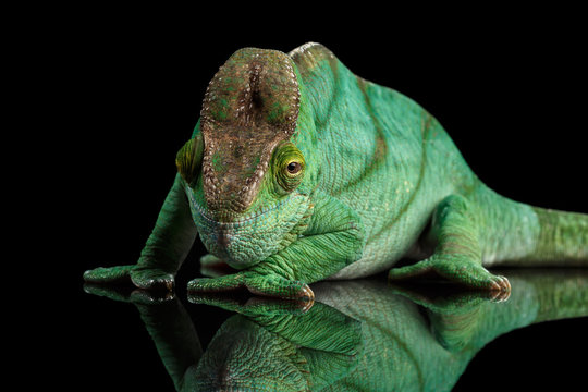 Green Parson Chameleon, Calumma Parsoni Orange Eye Rest on Mirror Isolated on Black Background