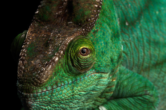 Closeup Head of Parson Chameleon, Calumma Parsoni Orange Eye Rest on Mirror Isolated on Black Background
