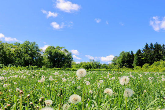 Fototapeta Dandelion field / Puffball.Grassland.