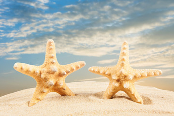 Fototapeta na wymiar sandy beach. Starfish on the Beach. Summer Time