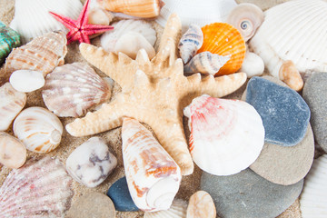 variety of sea shells