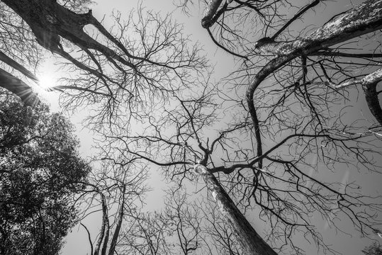 Fototapeta black and white of Sun rays shining through trees ,nature backgr
