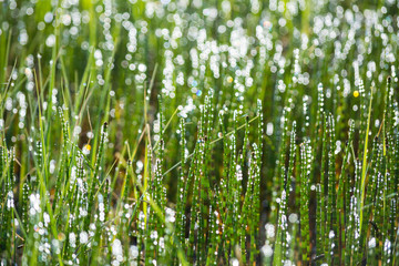 Defocused grass with morning dew