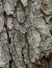 Tree bark