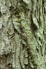 Vine climbing the tree 