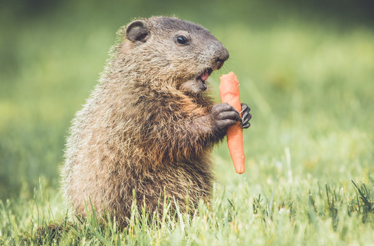 Very young groundhog standing upright with tonque showing about to eat carrot in vintage garden setting