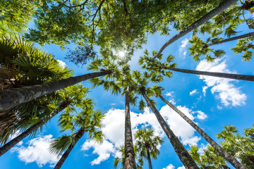 palm trees against a blue sky