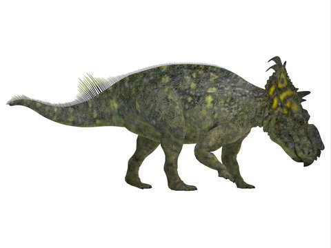 Pachyrhinosaurus Side Profile - Pachyrhinosaurus was a ceratopsian herbivorous dinosaur that lived in the Cretaceous Period of Alberta, Canada.