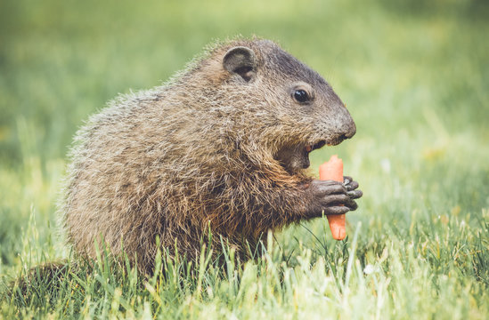 Very young groundhog eating a carrot with mouth open wide in vintage garden setting