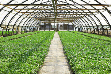 Young plants growing in greenhouse