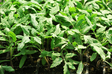 Young plants growing in greenhouse, closeup