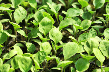 Young plants growing in greenhouse, closeup