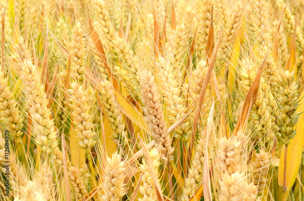 Wall mural riping wheat