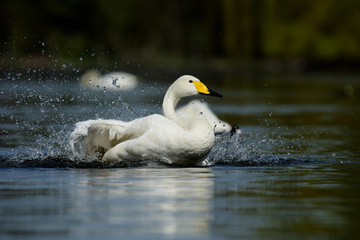 Whooper Swan, Cygnus Cygnus