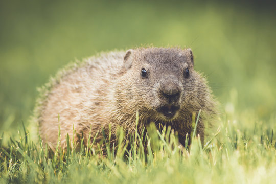 Very young groundhog walking through grass in vintage garden setting