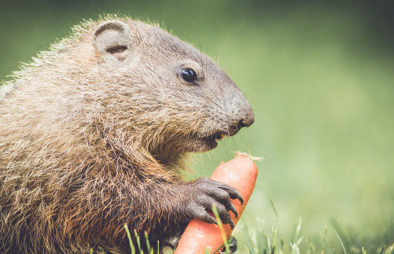 Closeup side view of very young groundhog holding a carrot in vintage garden setting