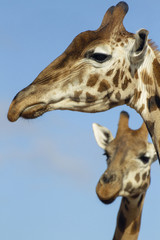 Naklejka na ściany i meble Close-up giraffes cute face 