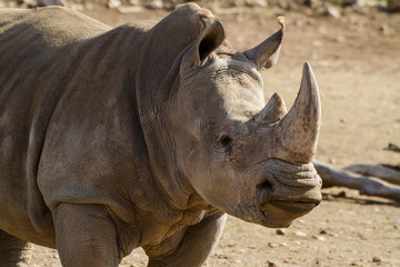 Fototapeta premium Southern White Rhino