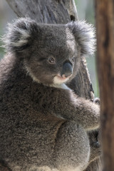 Koala perching on the tree trunk