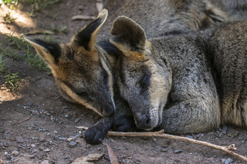 Fototapeta premium A couple of wallabies resting on the ground