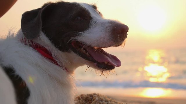 Beautiful Portrait of Cute Dog on Beach at Sunset over Sea