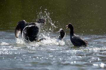 Eurasian Coot, Coot, Fulica atra 