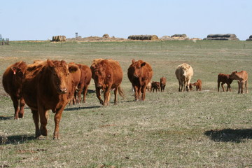 cows