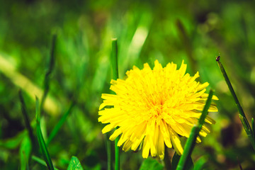Yellow dandelion on the green field closeup in summer. Spring ba
