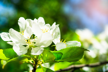 Obraz na płótnie Canvas Beautiful apple tree branch with sun. Beautiful spring blooming