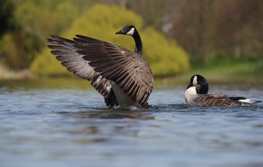 Canada Goose, Branta Canadensis
