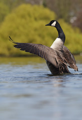 Canada Goose, Branta Canadensis