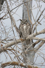 owl