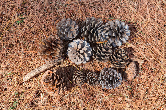 pine cones on the ground. top view