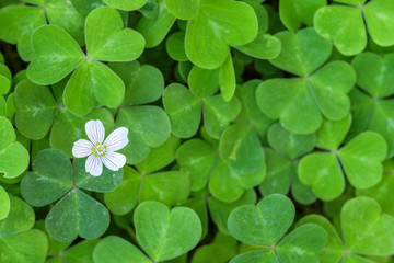 Close up of field of shamrocks in the forest
