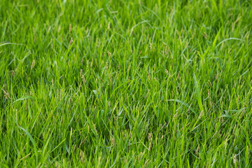 Green field close up