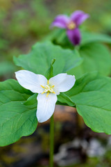 Close up of a trillium in the forest
